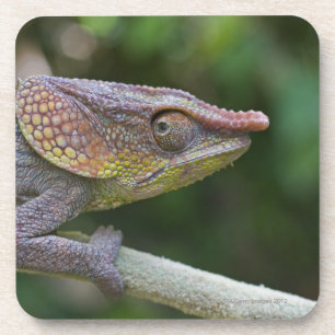 Elefantchamäleon, Madagaskar Untersetzer