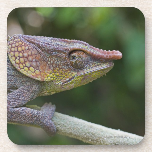 Elefantchamäleon, Madagaskar Untersetzer (Vorderseite)