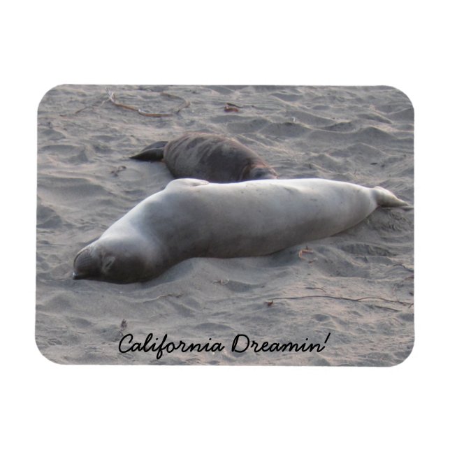 Elefante Siegel am Strand von Piedras Blancos Magnet (Horizontal)