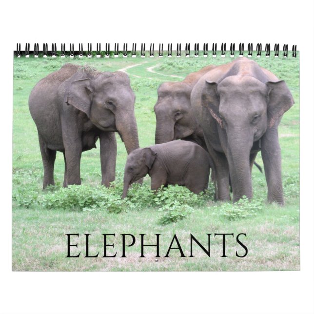 Elefanten 2025 kalender (Titelbild)