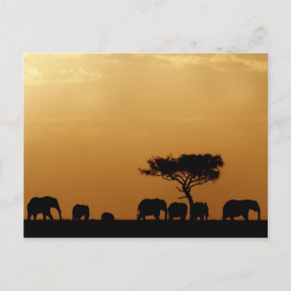 Elefanten bei Sunset Postkarte