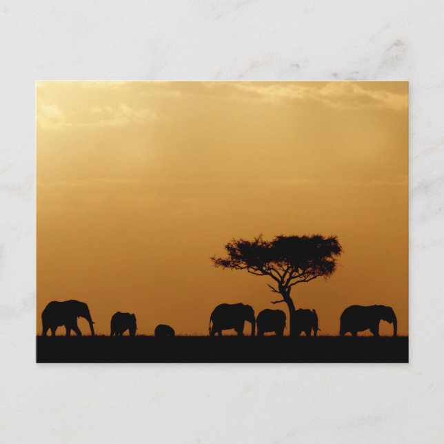 Elefanten bei Sunset Postkarte (Vorderseite)