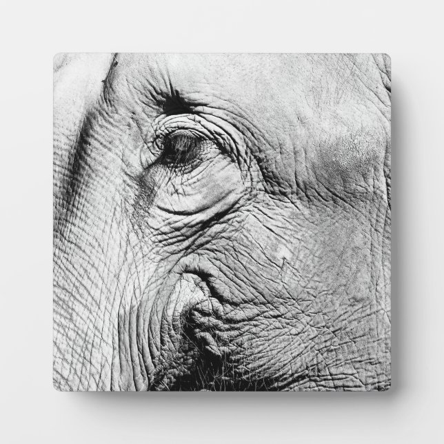 Elefanten Eye, 2017 Fotoplatte (Vorderseite)