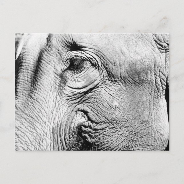 Elefanten Eye, 2017 Postkarte (Vorderseite)