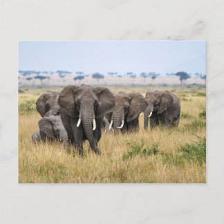 Elefanten in der Masai Mara Postkarte