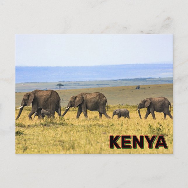 Elefanten in Kenia Postkarte (Vorderseite)