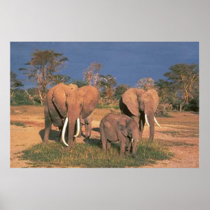 Elefanten Poster