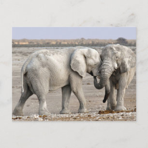 Elefanten Postkarte