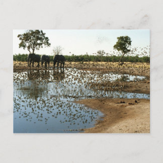 Elefanten und Vögel 2 Postkarte