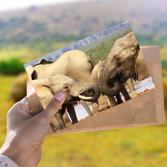 Elefanten vor der Postkarte (Von Creator hochgeladen)