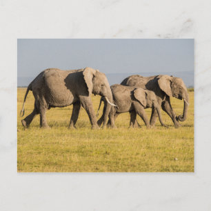 Elefantenfamilie beim Gehen Postkarte