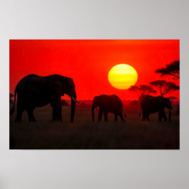 Elefantenfamilie beim Sonnenuntergang Poster