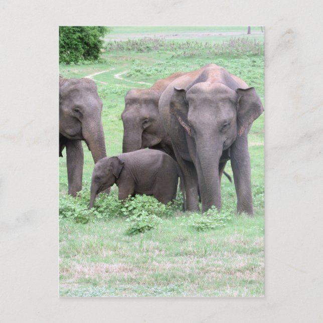 Elefantenfamilie Postkarte (Vorderseite)
