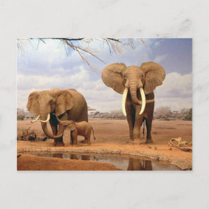 Elefantenfamilie Postkarte