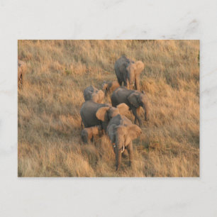 Elefantenfamilie Postkarte