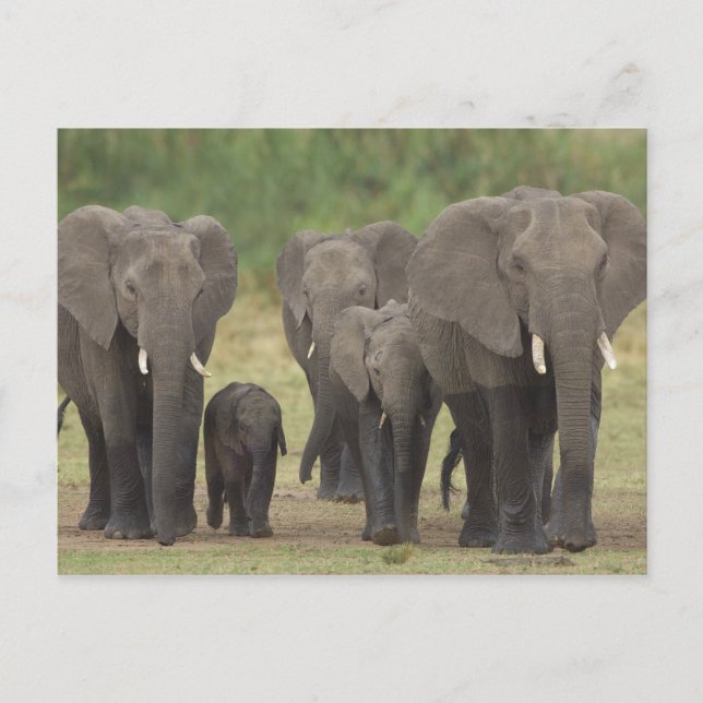 Elefantenfamilie Postkarte (Vorderseite)