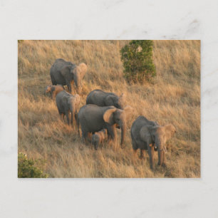 Elefantenfliege Postkarte