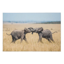 Elefantenkampf in der Serengeti-Savanne Afrikas