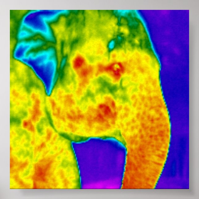 Elefantenkopf Poster (Vorne)