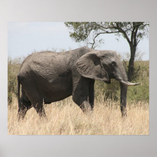 Elefantenmasai Poster