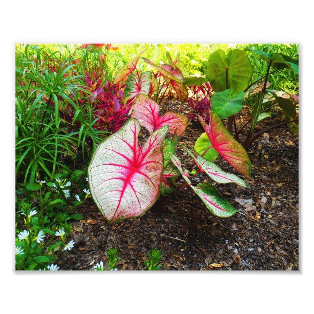 Elefantenohr Fotodruck (Vorne)