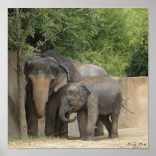 Elefantenposter Poster