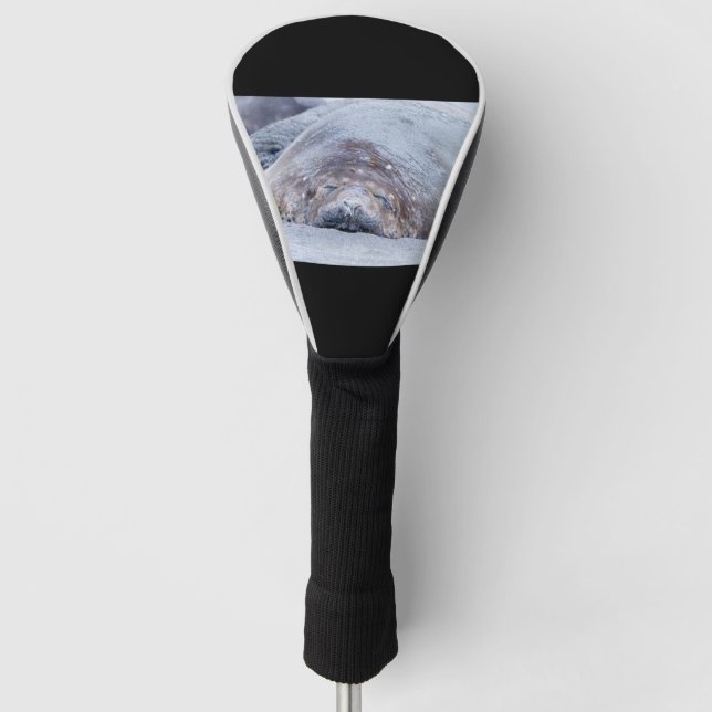 Elefantenschlafen Siegel Golf Headcover (Vorderseite)
