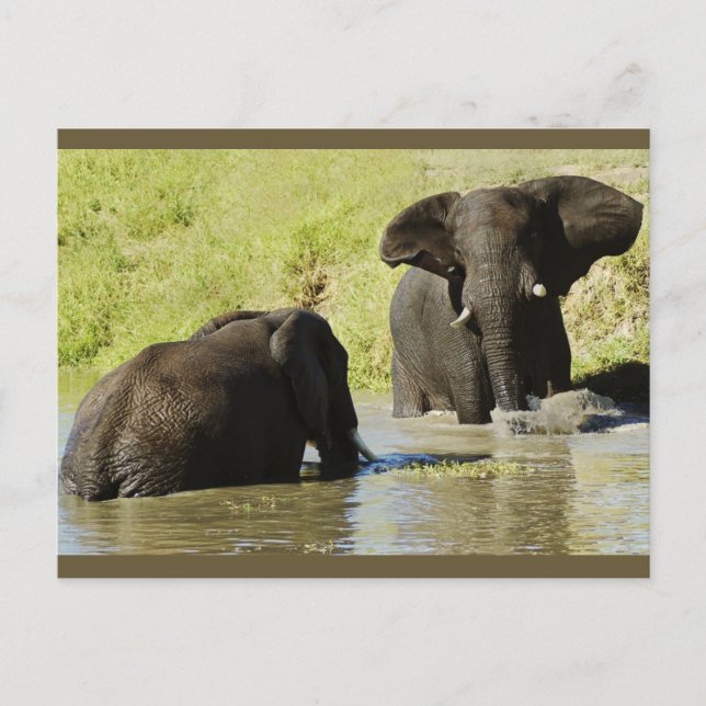 Elefantenschwimmen (afrikanischer Elefant) Postkar Postkarte (Vorderseite)