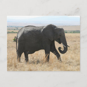 Elefantenspaziergang Postkarte