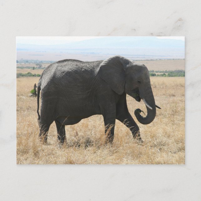 Elefantenspaziergang Postkarte (Vorderseite)