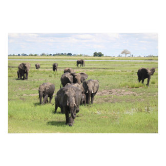 Elefantenwanderung Fotodruck