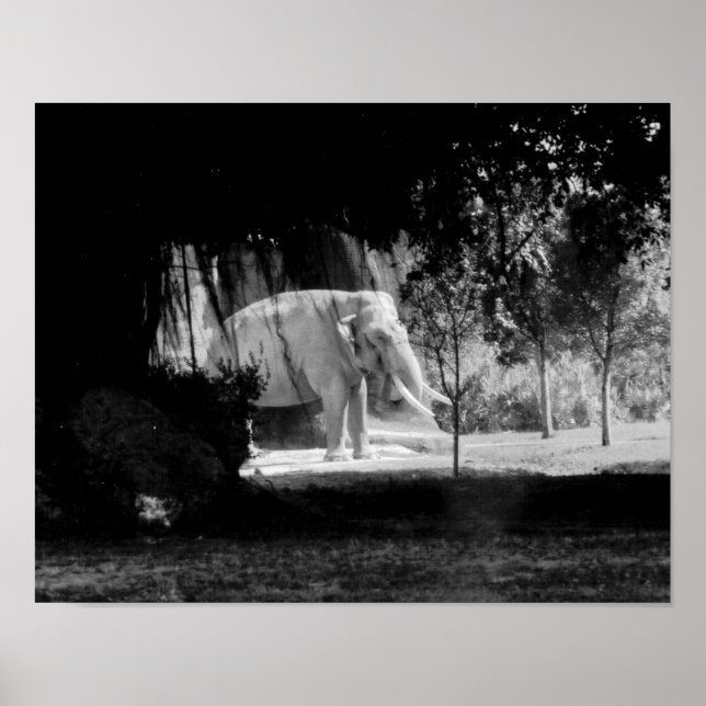 Elefantes Foto Print 14" x 11" Poster (Vorne)