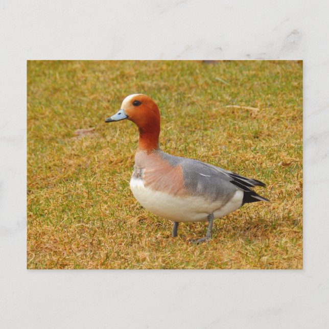 Elegance Postkarte (Vorderseite)