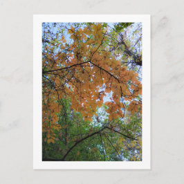 Elegant Autumn Holiday Postcard Feiertagspostkarte