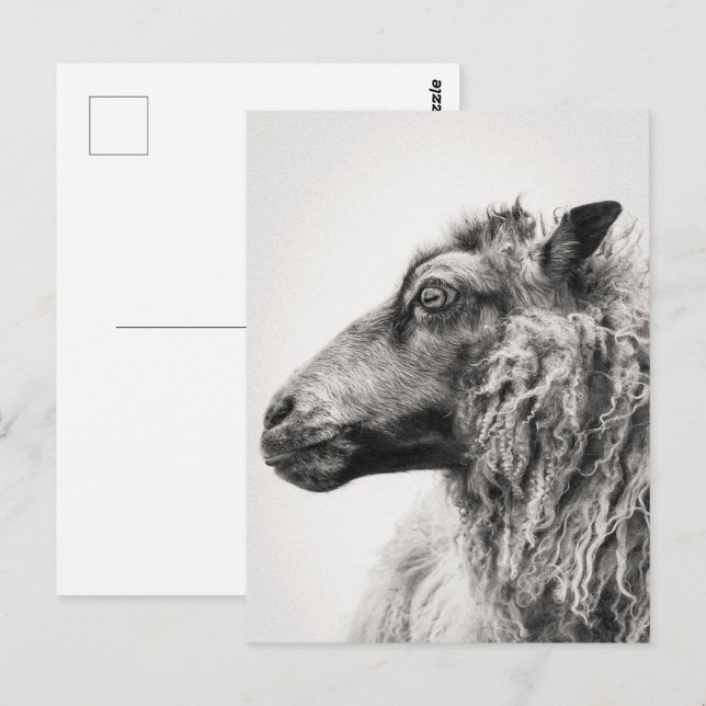 Elegant Black and White Sheep Profile Postcard Postkarte (Vorne/Hinten)
