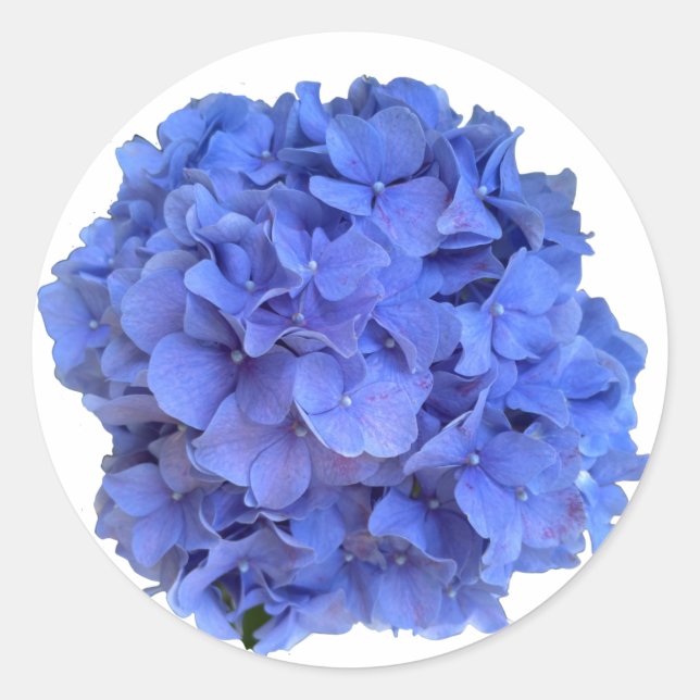 Elegant Blauer Korallenblumen Runder Aufkleber (Vorderseite)
