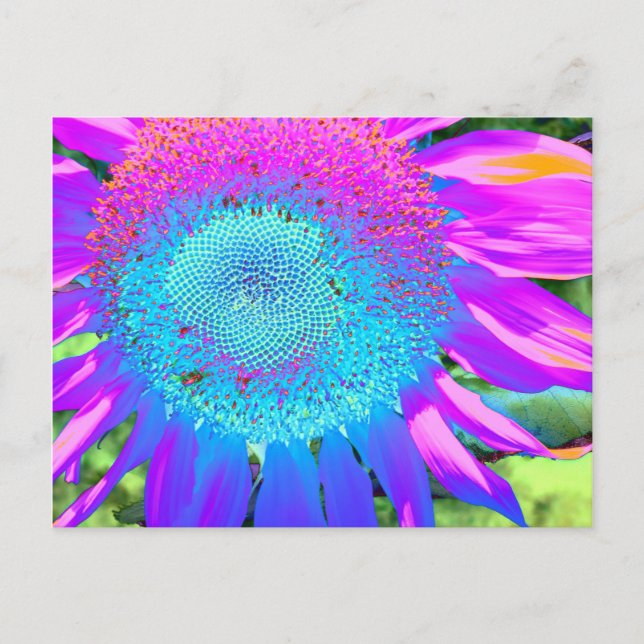 Elegant Blaurosa lila Retro-Sonnenblume Postkarte (Vorderseite)