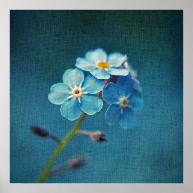 Elegant Blue Forget-me-not-Blume-Macro Poster (Vorne)