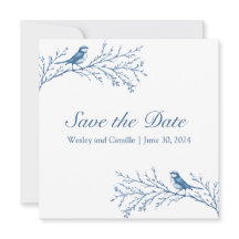 Elegant Bluejays auf einer Zweigniederlassung