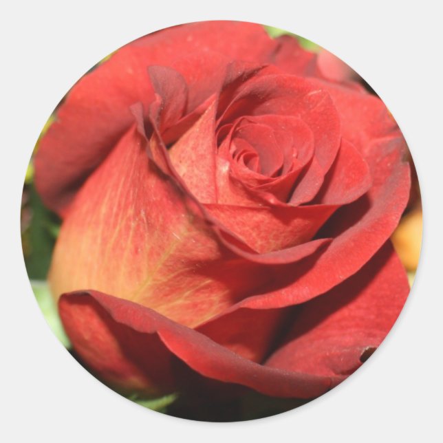 ELEGANT BURNT ROTE ROSE UMSCHLAG AUFKLEBER STICKER (Vorderseite)