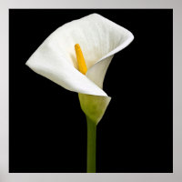 Elegant Cala Lily