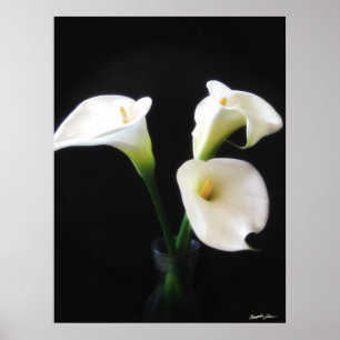 Elegant Calla Lily Blume 12 Poster