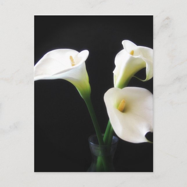 Elegant Calla Lily Blume 12 Postkarte (Vorderseite)