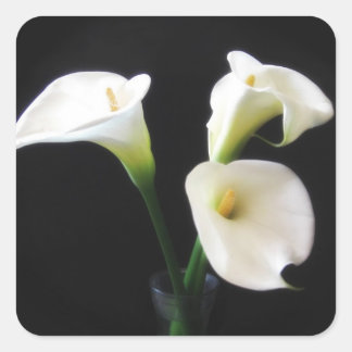 Elegant Calla Lily Blume 12 Quadratischer Aufkleber