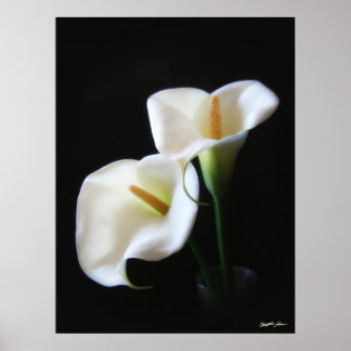 Elegant Calla Lily Blume 13 Poster