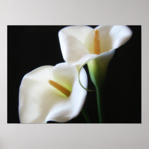 Elegant Calla Lily Blume 13 Poster
