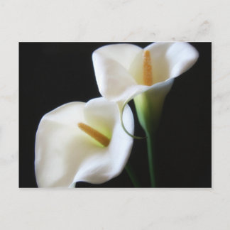 Elegant Calla Lily Blume 13 Postkarte