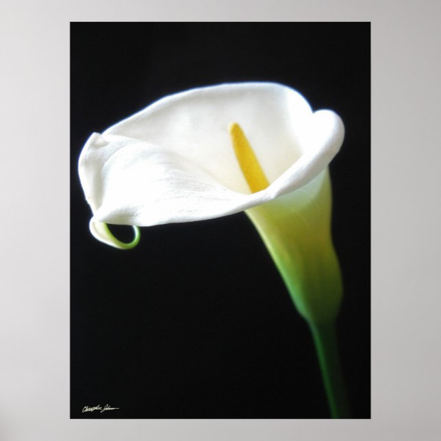 Elegant Calla Lily Blume 15 Poster (Vorne)