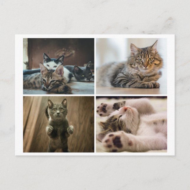 ELEGANT CATS POSTCARD POSTKARTE (Vorderseite)