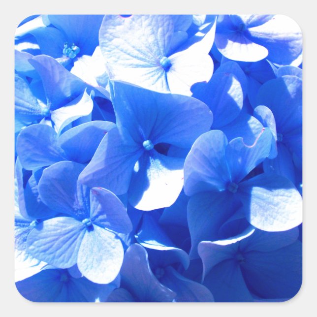 Elegant Cobalt Blau Blumen elegante Hydrangeas Quadratischer Aufkleber (Vorderseite)